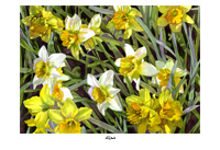 "daffodils" artwork