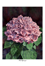 "pink hydrangea" artwork