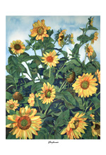 "sunflower" artwork