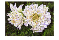 "white dahlia" artwork