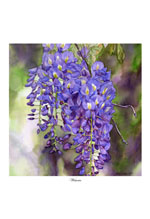 "wisteria" artwork