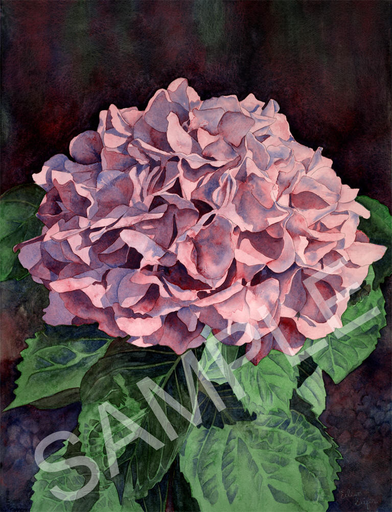Pink Hydrangea Artwork